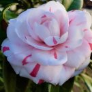 LA Peppermint Camellia Japonica FJ