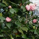 Debutante Pink Camellia Japonica FJ