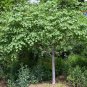 Eastern Redbud Tree ( Cercis ) FJ