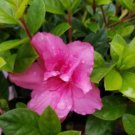 Encore® Autumn Carnation® Reblooming Azalea - Live Plant - Full Gallon Pot FJ