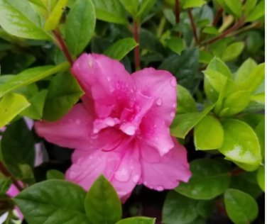Encore&Acirc;&reg; Autumn Carnation&Acirc;&reg; Reblooming Azalea - Live Plant - Full Gallon Pot FJ