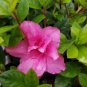 Encore&Acirc;&reg; Autumn Carnation&Acirc;&reg; Reblooming Azalea - Live Plant - Full Gallon Pot FJ