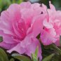 Encore&Acirc;&reg; Autumn Carnation&Acirc;&reg; Reblooming Azalea - Live Plant - Full Gallon Pot FJ