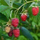 Coho Red Raspberry ( rubus ) - 1 Starter Plant FJ