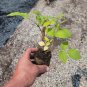 Coho Red Raspberry ( rubus ) - 1 Starter Plant FJ