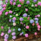L.A. Dreamin'® Hydrangea - Starter Plant ( 7L ) ( 1 live plant ) FJ