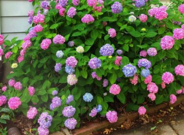 L.A. Dreamin'&Acirc;&reg; Hydrangea - Starter Plant ( 7L ) ( 1 live plant ) FJ