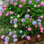 L.A. Dreamin'&Acirc;&reg; Hydrangea - Starter Plant ( 7L ) ( 1 live plant ) FJ