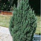Blue Point Upright Juniper Tree - Live Plant - ( 2.5 QT ) FJ