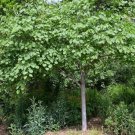 Eastern Redbud Tree ( Cercis ) - Live Plant - ( 1 QT ) FJ