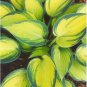 June Variegated Hosta ( miniature size ) - Live Plant - ( 2.5 QT ) FJ