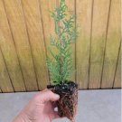 Murray Cypress Trees ( Leyland ) Starter Plants ( 5L ) ( 3 Live Trees ) FJ