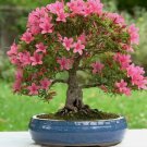Hampton Beauty ( Bonsai ) Azalea - Live Plant - ( 1 QT ) FJ