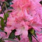 Hampton Beauty ( Bonsai ) Azalea - Live Plant - ( 1 QT ) FJ