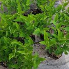 Miss Kim Manchurian Lilac ( syringa ) FJ