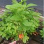 Mandarin Lights Orange Deciduous - Starter Plant ( 7L ) ( 1 live plant ) FJ