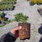 Blue Rug Spreading Juniper - ( 1 QT )  FJ