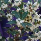 Fragrant Princess Dwarf Tea Olive ( osmanthus ) FJ