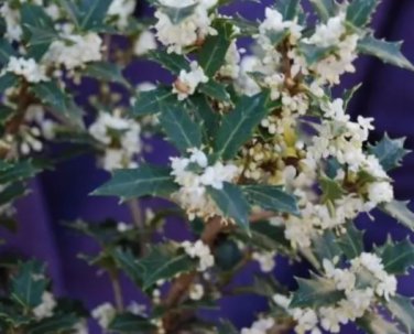 Fragrant Princess Dwarf Tea Olive ( osmanthus ) FJ