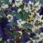 Fragrant Princess Dwarf Tea Olive ( osmanthus ) FJ