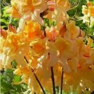 Dancing Rabbit Deciduous Aromi Azalea FJ