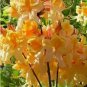 Dancing Rabbit Deciduous Aromi Azalea FJ