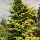 Crippsii Golden Hinoki Cypress - Live Plant - ( 2.5 QT ) FJ