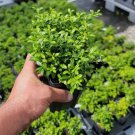 Soft Touch Dwarf Japanese Holly FJ