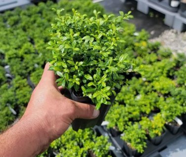 Soft Touch Dwarf Japanese Holly FJ