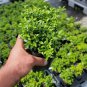Soft Touch Dwarf Japanese Holly FJ