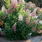 Bloomin' Easy Candelabra™ Hardy Hydrangea - Live Plant - ( 1 QT ) FJ