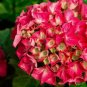 Red Sensation Mophead Hydrangea - Live Plant - ( 1 QT ) FJ