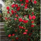 April Tryst Red Camellia Japonica FJ
