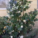 White By The Gate Camellia Japonica FJ