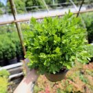 True Dwarf English Boxwood ( buxus ) - Starter Plant ( 7m ) ( 1 live plant ) FJ