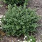 Soft Touch Dwarf Japanese Holly - Starter Plant ( 5m ) ( 1 live plant ) FJ