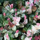 Snow N Summer™ Asian Jasmine Vine - Live Plant - ( 1 QT ) FJ