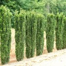 Sky Pencil Japanese Holly Tree - Starter Plant ( LG ) ( 1 live plant ) FJ