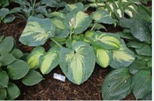 Great Expectations Hosta - Starter Plant ( 4in ) ( 1 live plant ) FJ