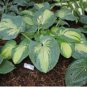 Great Expectations Hosta - Starter Plant ( 4in ) ( 1 live plant ) FJ