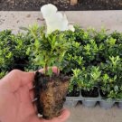 Gumpo White Dwarf Azalea - Starter Plant ( M ) ( 1 live plant ) FJ