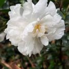 Mine No Yuki White Doves Camellia - Starter Plant ( 4L )( 1 live plant ) FJ
