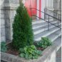 Emerald Green Arborvitae Tree ( Thuja ) - Live Plant - ( 1 QT ) FJ