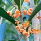 Apricot Echo Orange Tea Olive ( osmanthus ) - Live Plant - ( 1 QT ) FJ