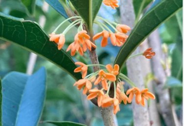Apricot Echo Orange Tea Olive ( osmanthus ) - Live Plant - ( 1 QT ) FJ