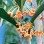 Apricot Echo Orange Tea Olive ( osmanthus ) - Live Plant - ( 1 QT ) FJ