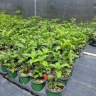Red Flowering Fragrant Tea Olive ( osmanthus ) - Live Plant - Trade Gallon Pot FJ