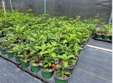 Red Flowering Fragrant Tea Olive ( osmanthus ) - Live Plant - Trade Gallon Pot FJ