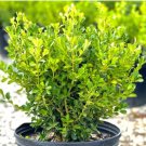 Unraveled Weeping Boxwood ( Buxus ) - Live Plant - Trade Gallon Pot FJ