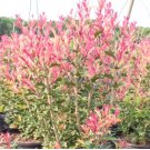 Party Lights Pink Flush Tea Olive (osmanthus) - Live Plant - ( 1 QT ) FJ